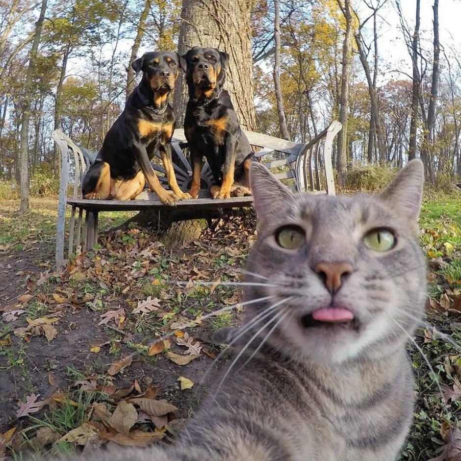 Кот в толстовке