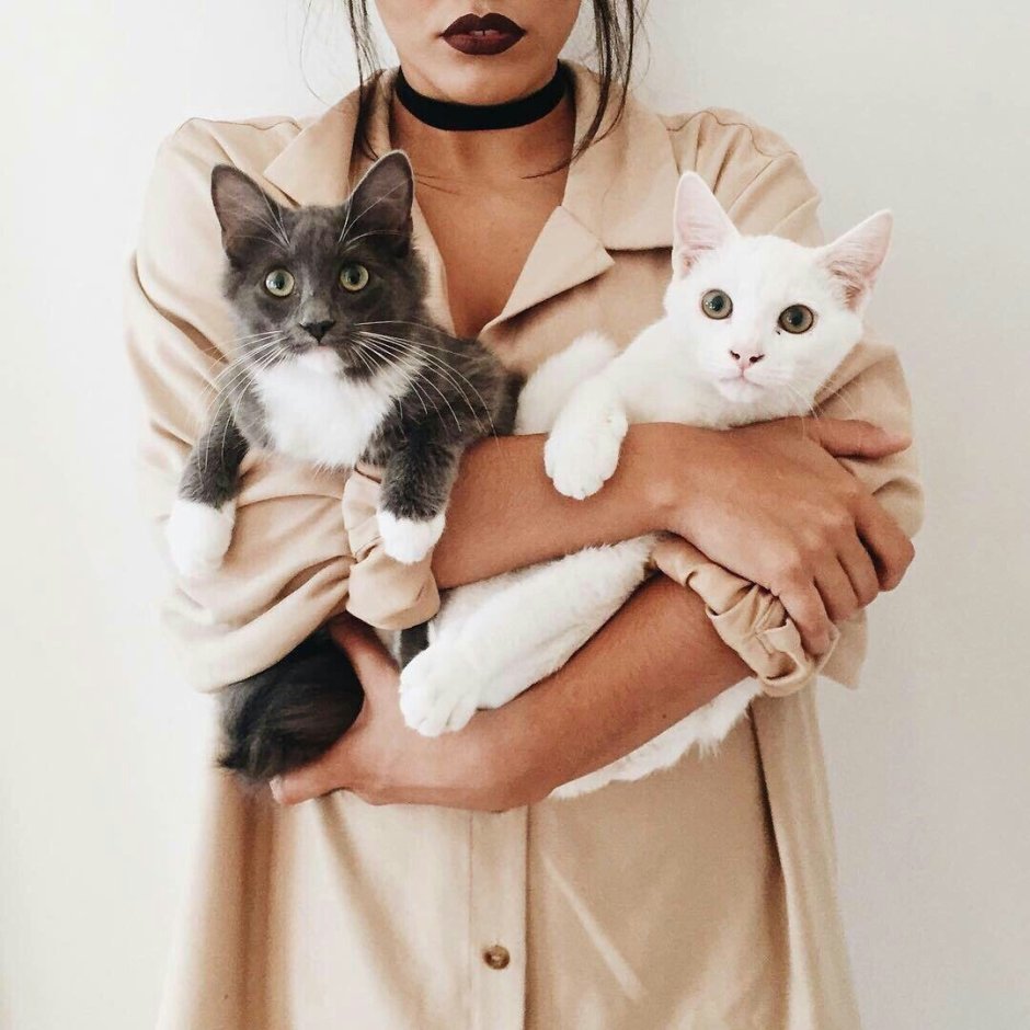 Гибриды кошек