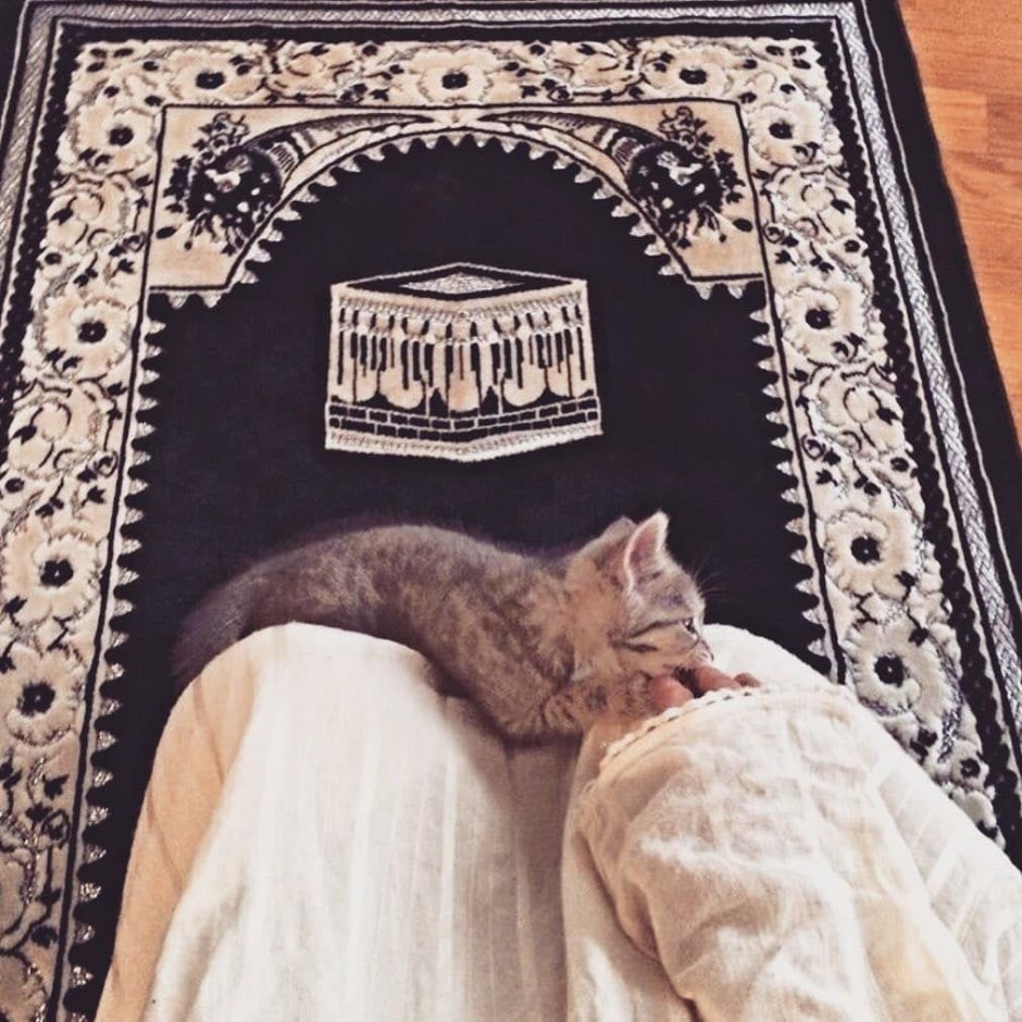 Кот Адольф Гитлер