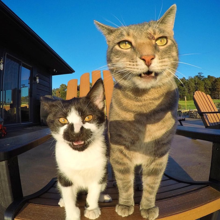 Обиженный котик
