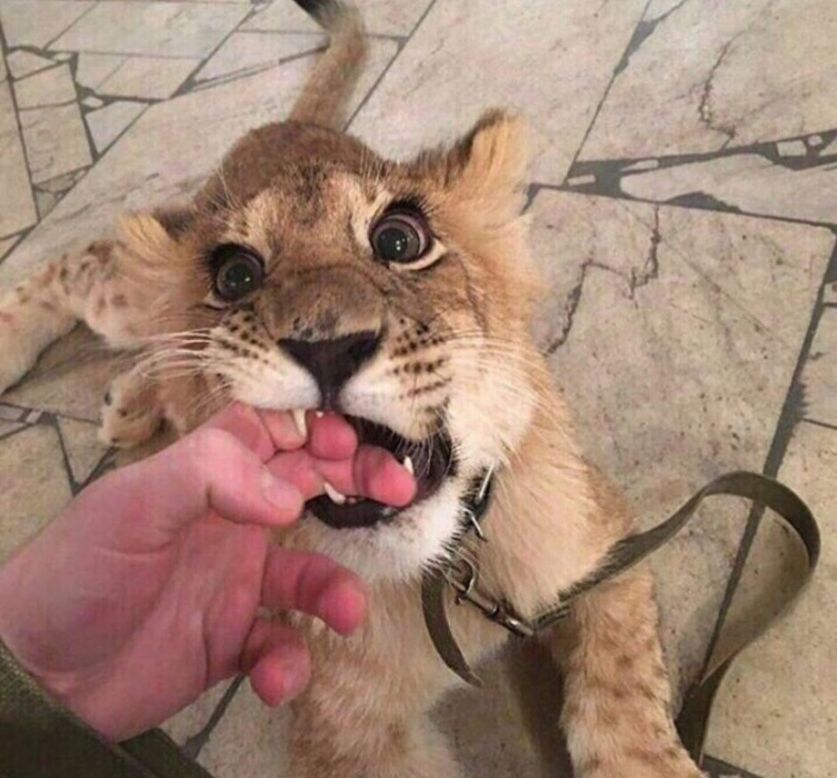 Еврейская кошка