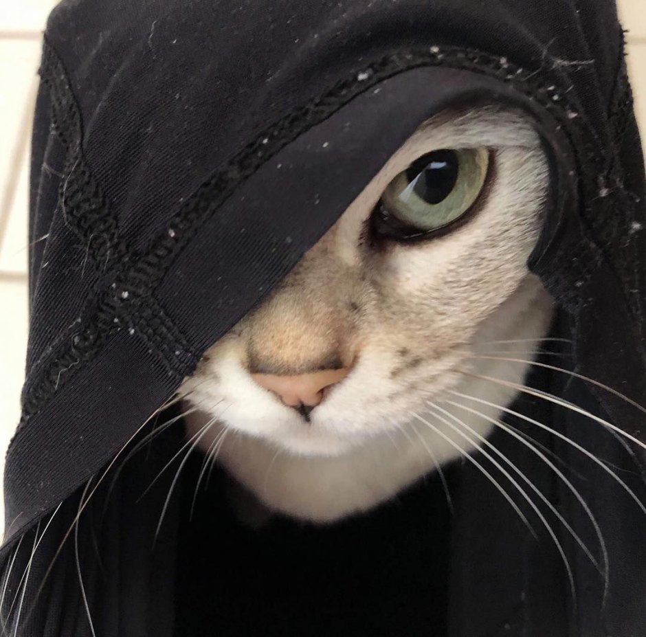 Девушка с котом