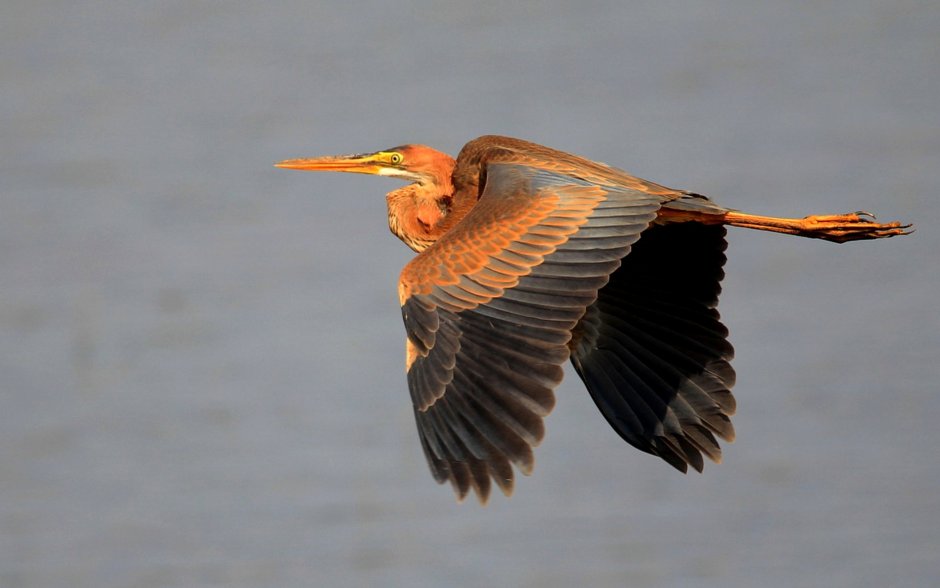 Egretta Tricolor