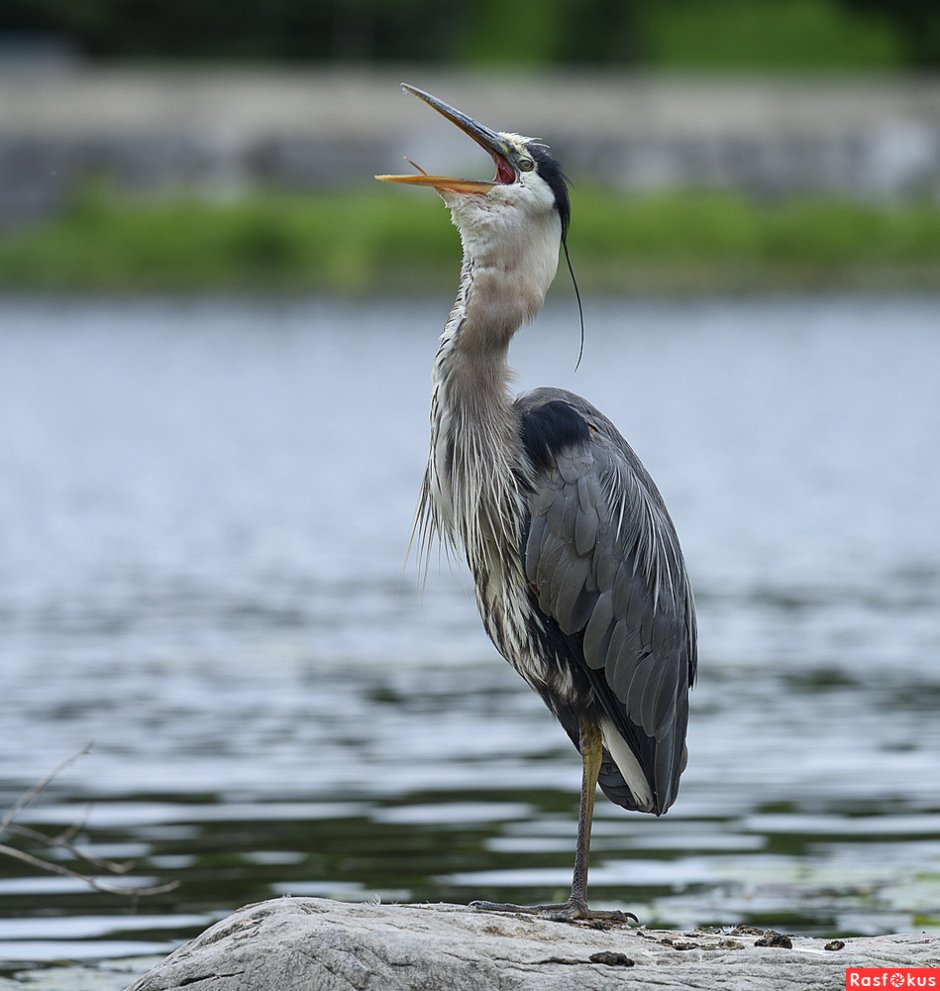 Ardea herodias