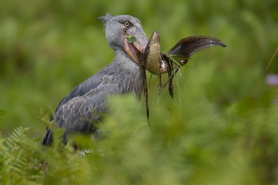 Большая белая цапля (лат. Ardea Alba)