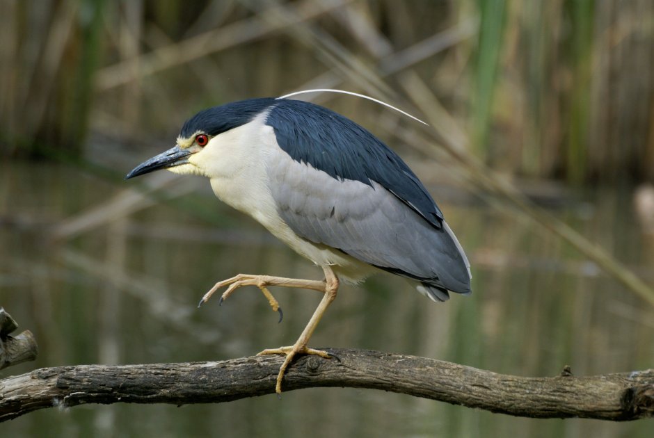 Brad Heron
