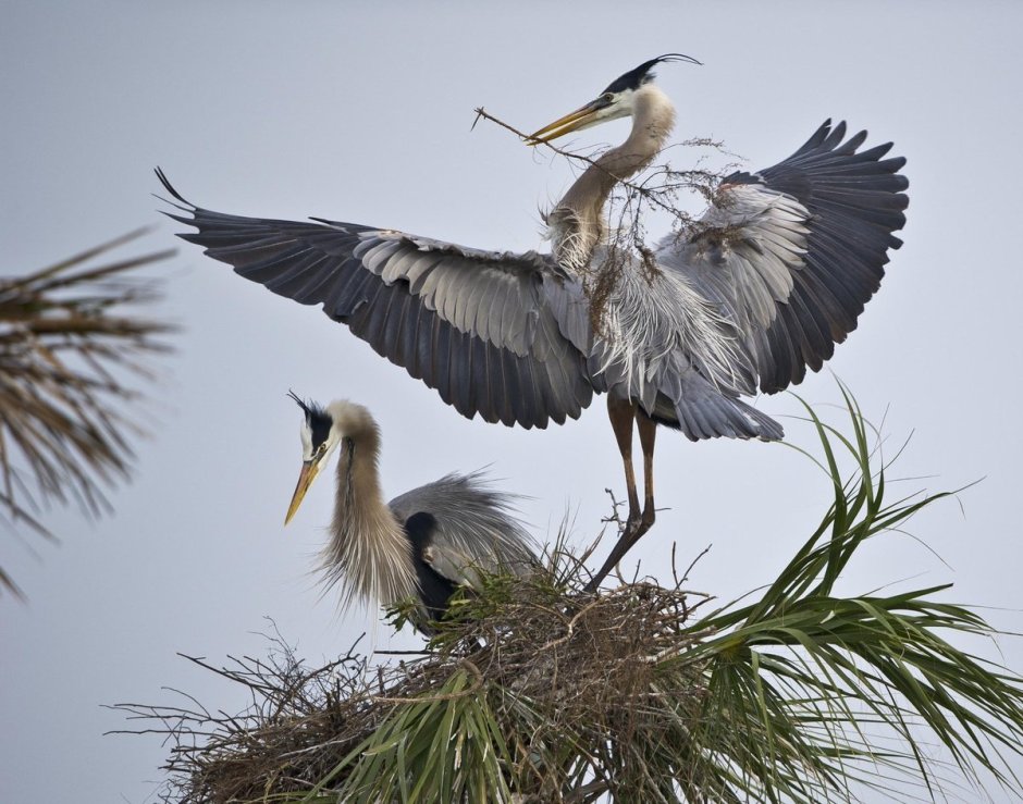 Great Blue Heron птица