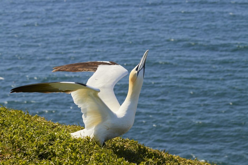 Морская Чайка Larus Marinus