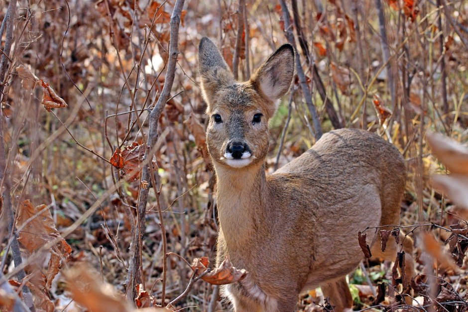 Сибирская косуля capreolus pygargus