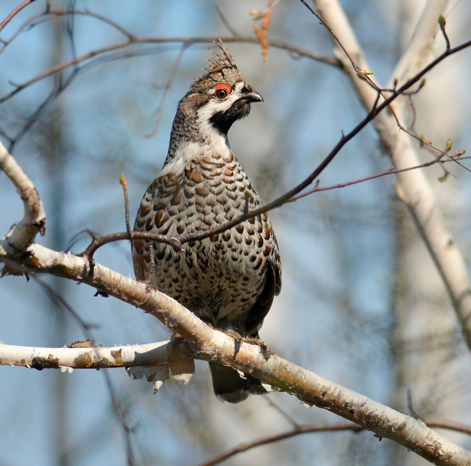Сойка garrulus glandarius