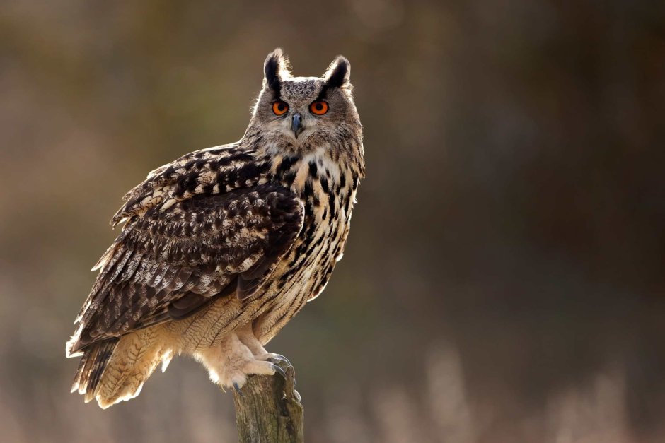Филин (Bubo Bubo Linnaeus, 1758)
