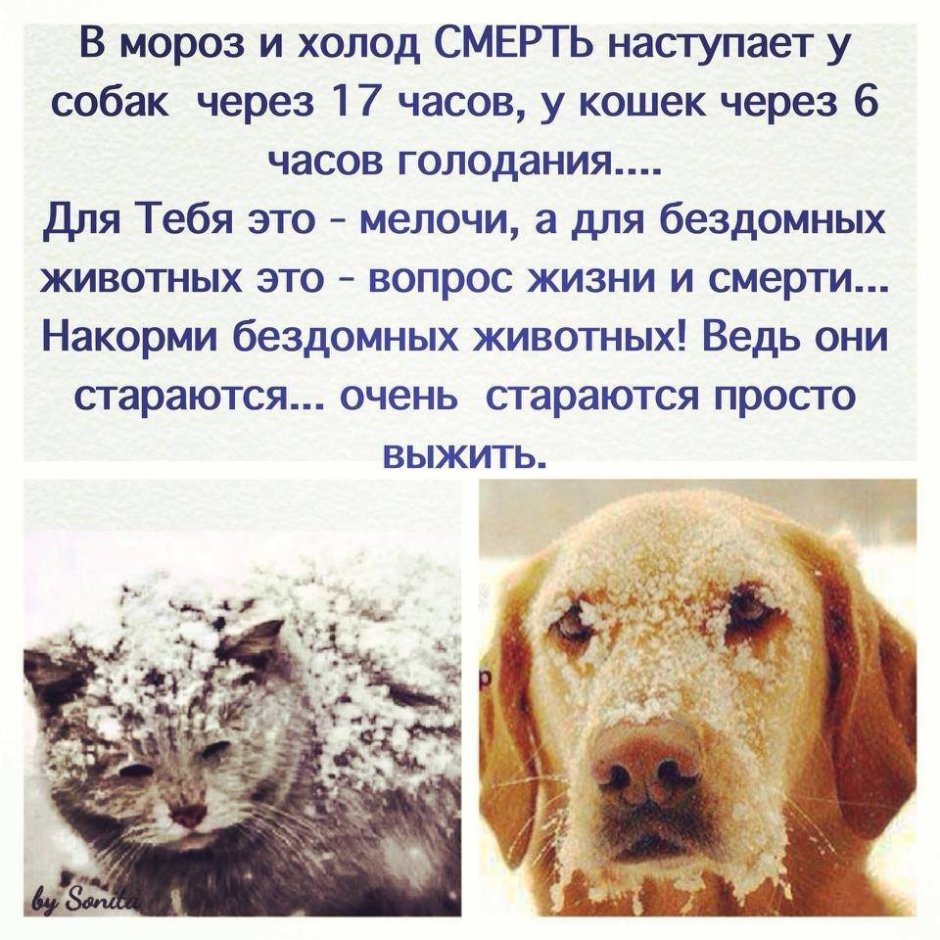Покормите животных в Мороз
