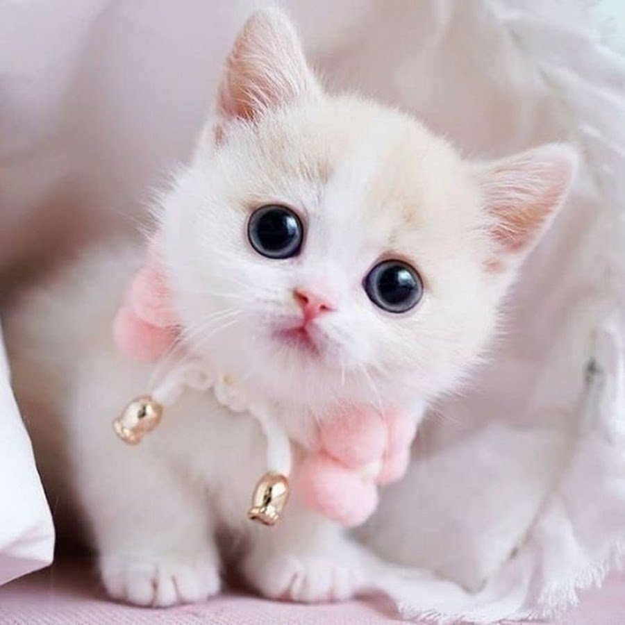 Смешные маленькие котята