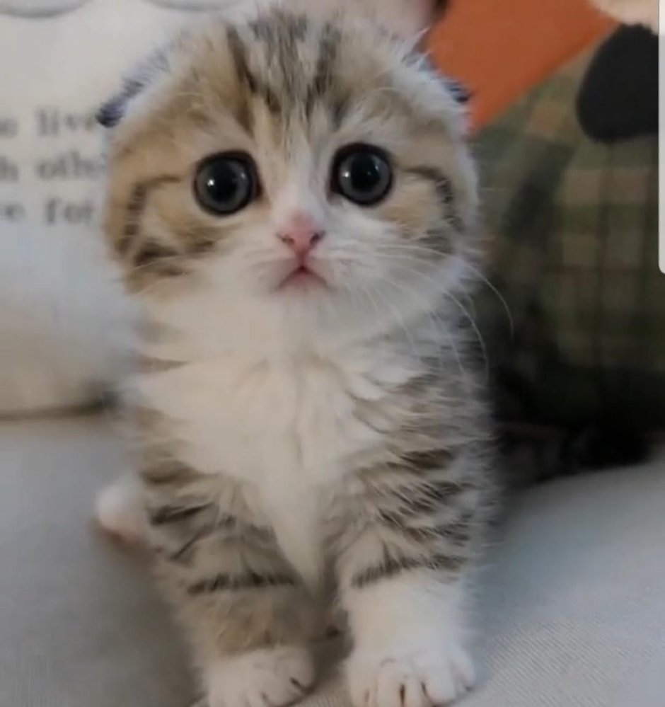 Котята милые красивые вислоухие