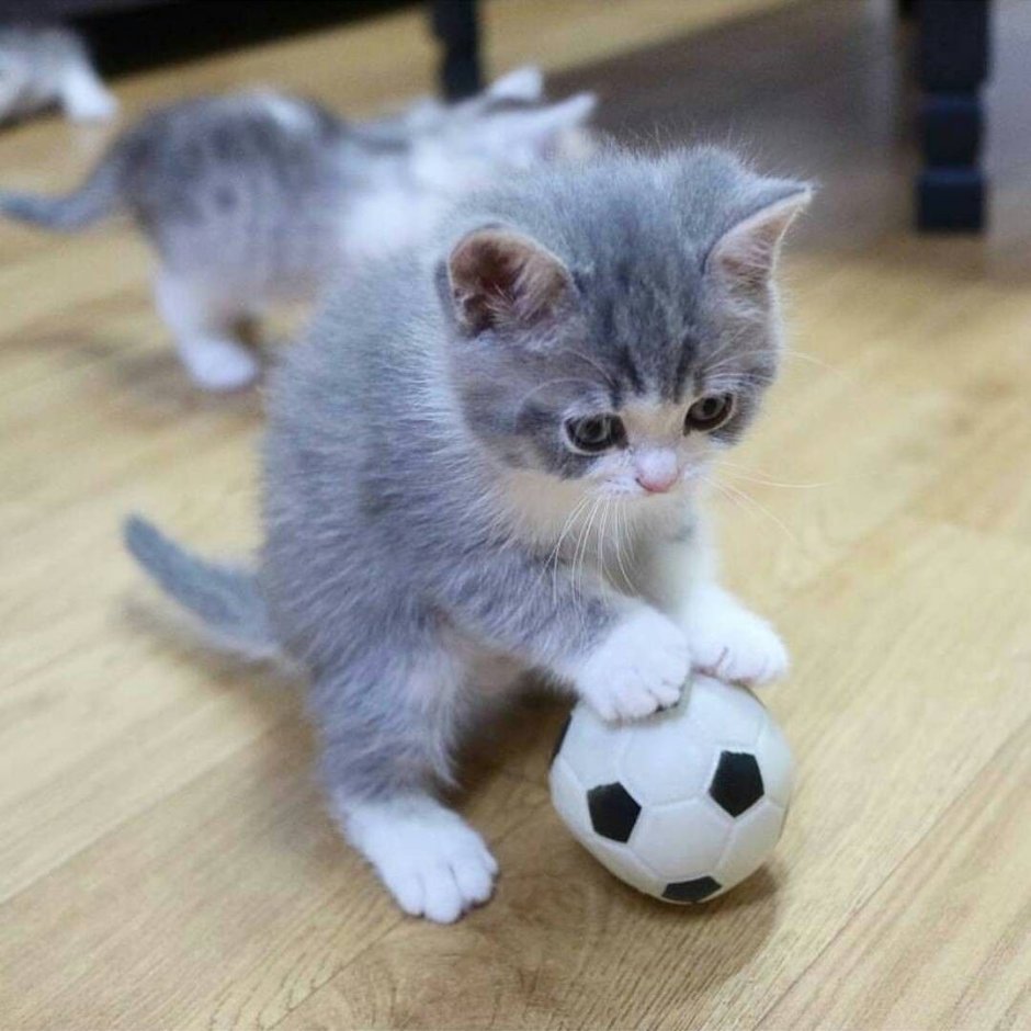 Котенок комочек