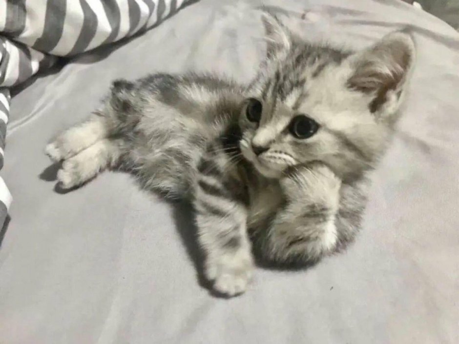 Котенок с венком на голове