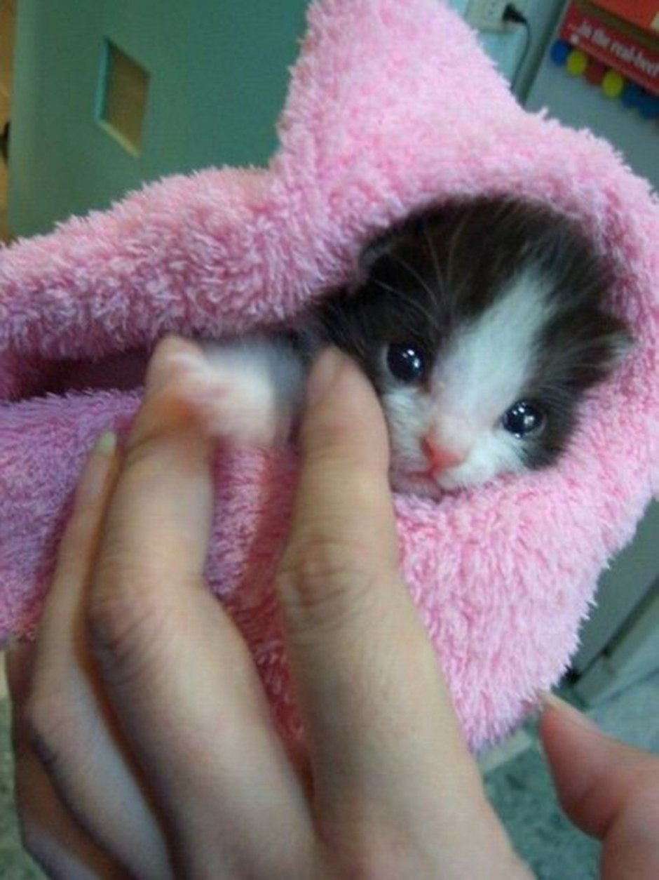 Маленький котёнок Мия
