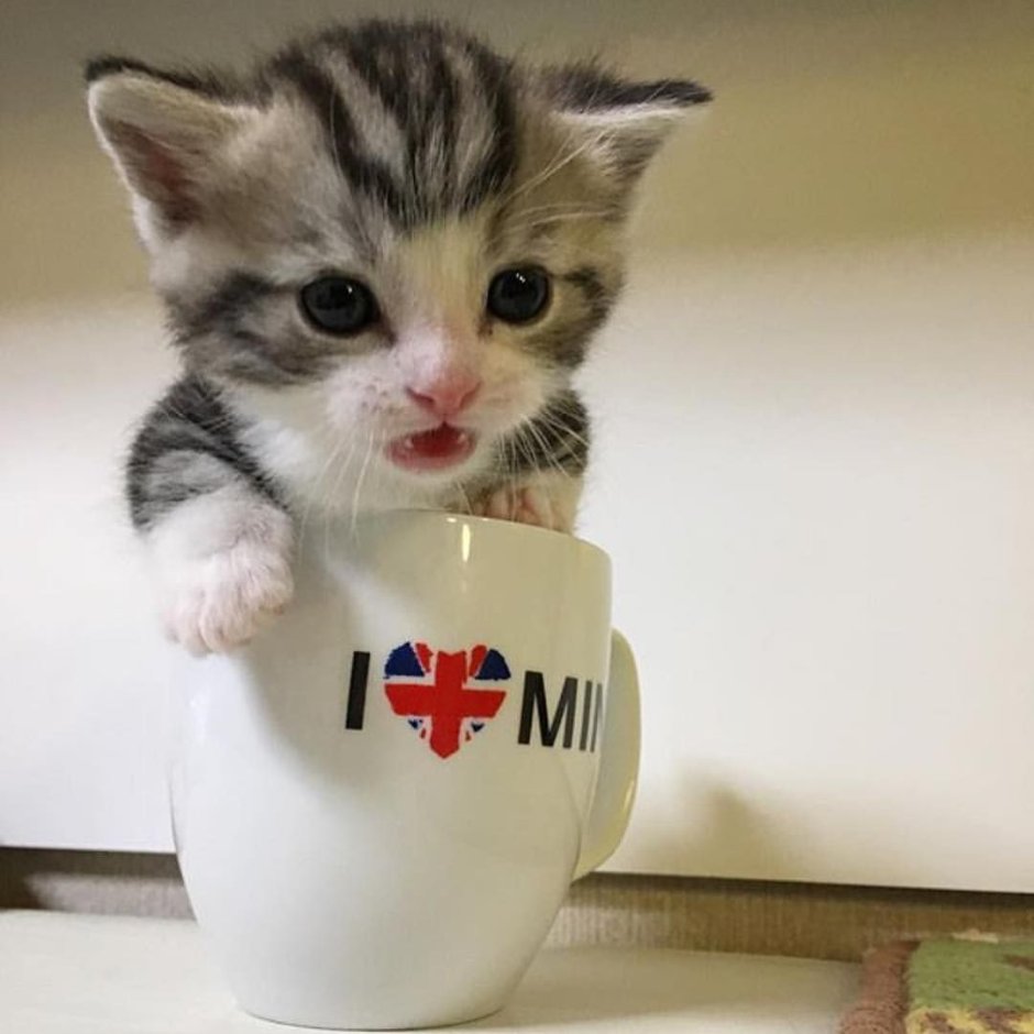 Котенок Настя