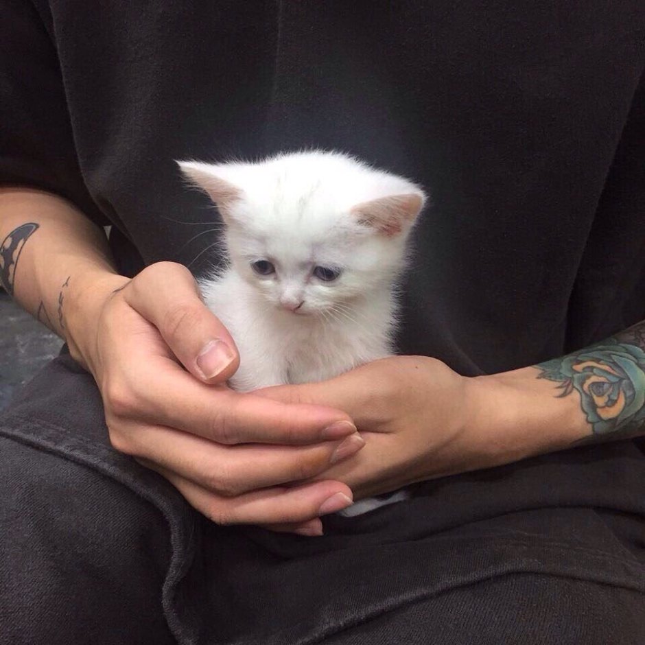 Котенок с бантиком