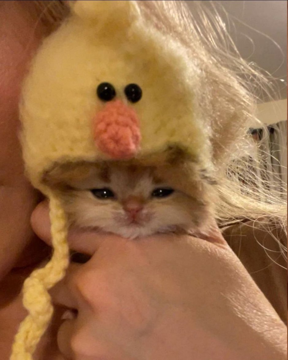 Кот и Ежик
