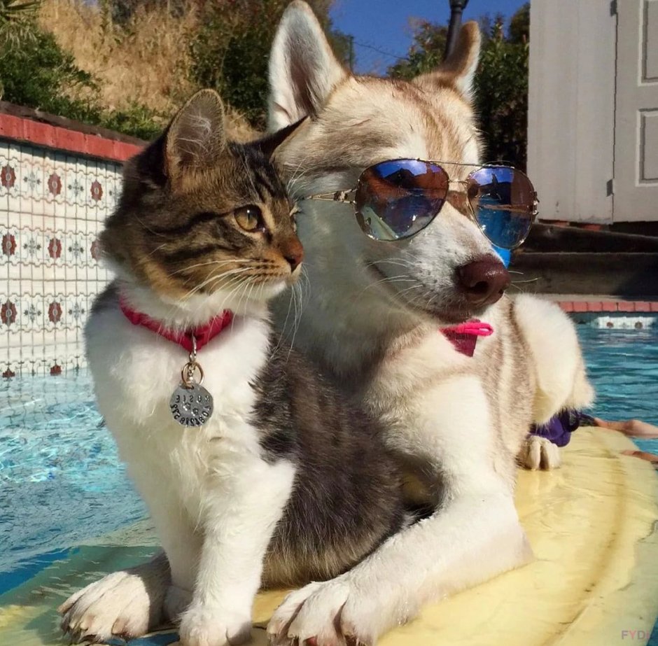 Котенок в шапке лягушки