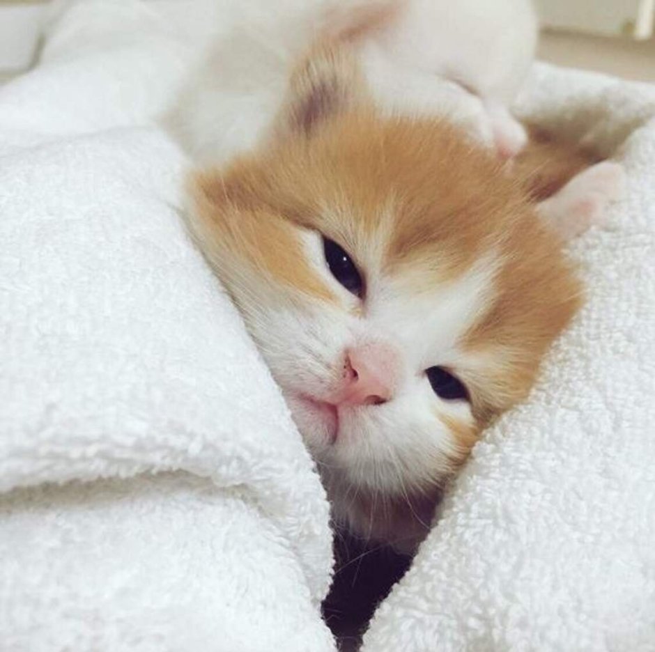 Милый маленький котëнок который плачет