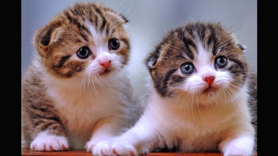 Милый котенок сохры