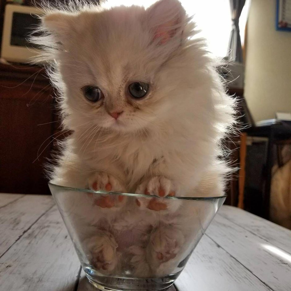 Картинки смешные котята