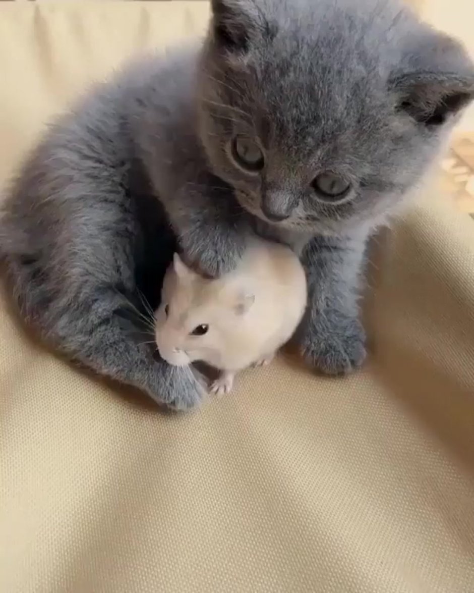 Смешные маленькие коты