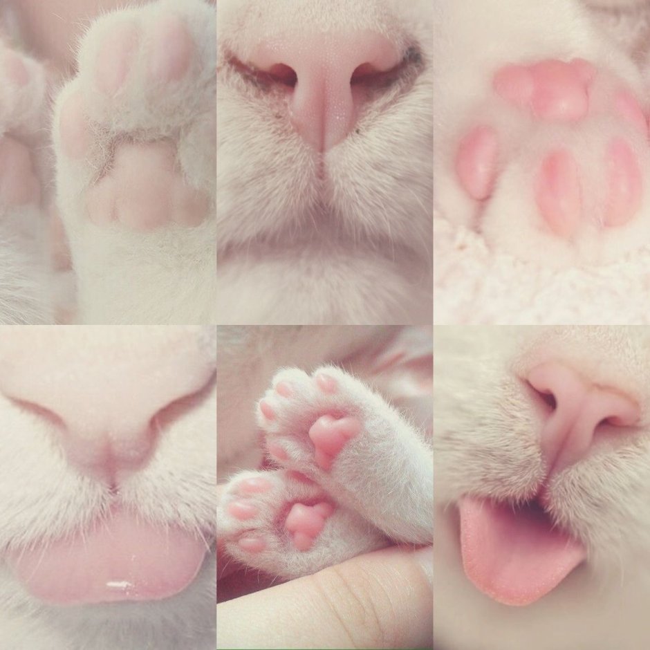 Котята Эстетика
