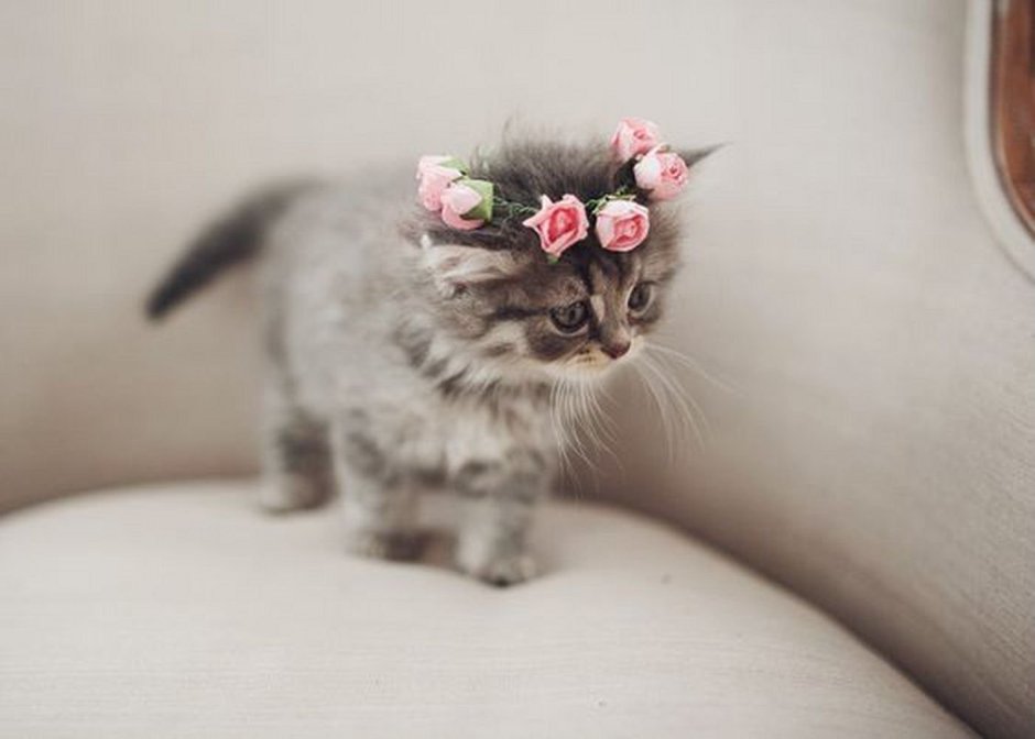 Сладкая кошечка