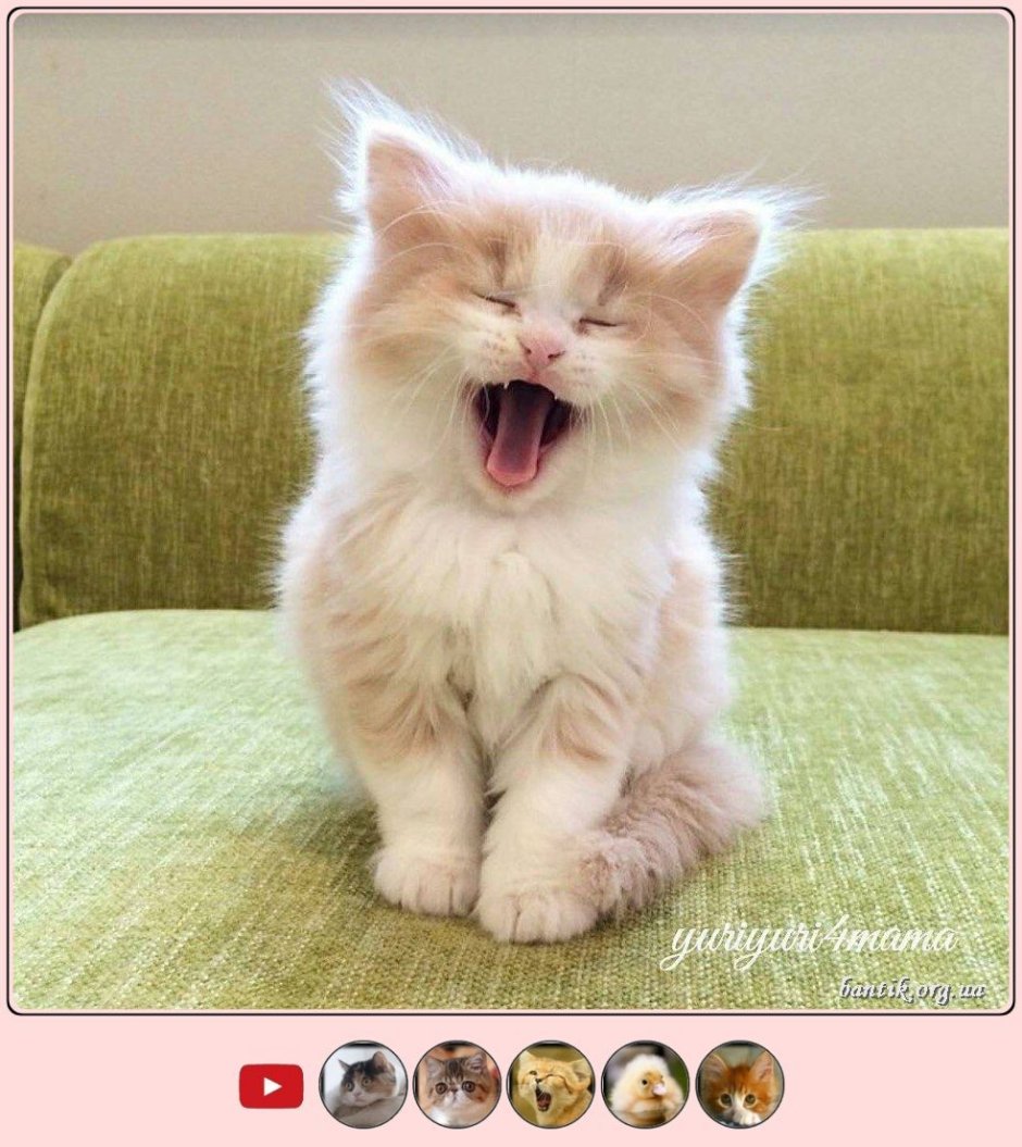 Котики из пинтереста