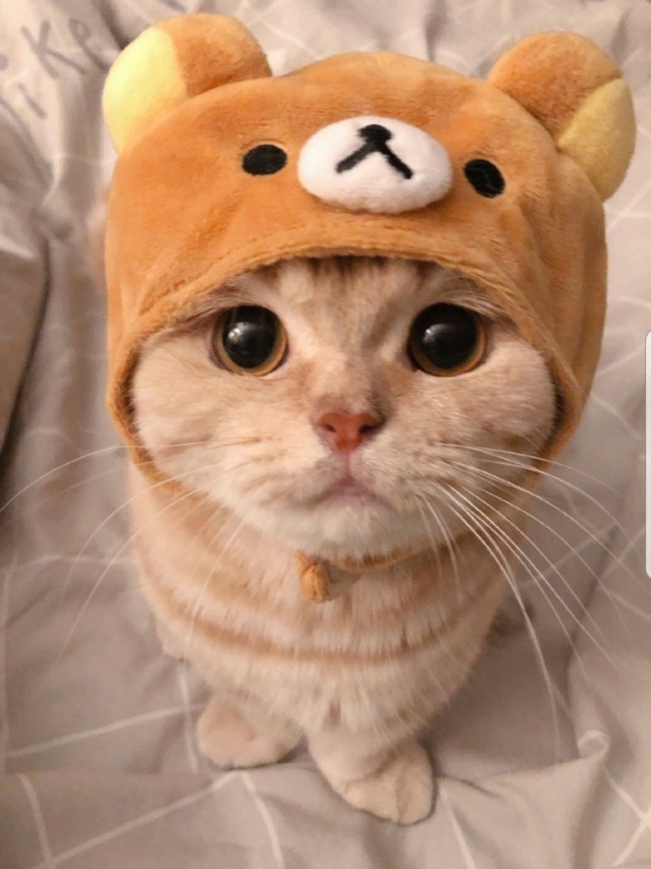 Котики Эстетика розовая