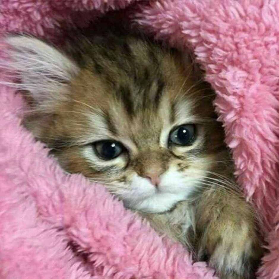 Милые котики до слез