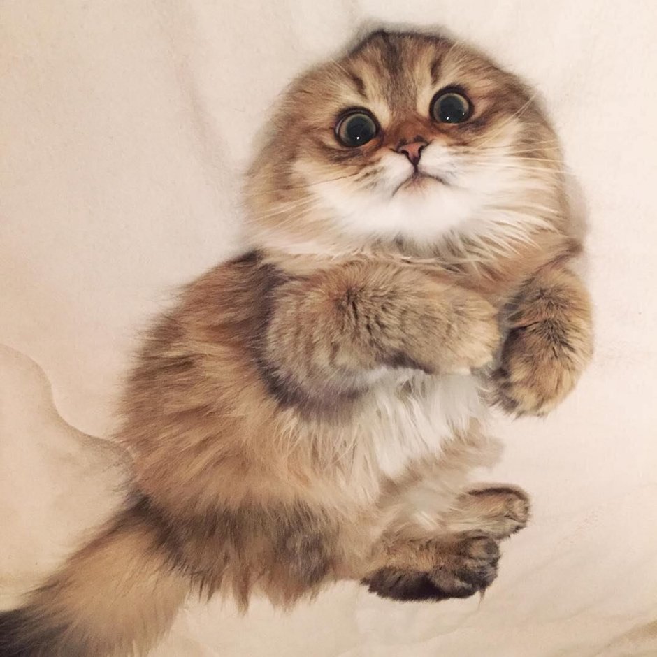 Самые мимимишные котики