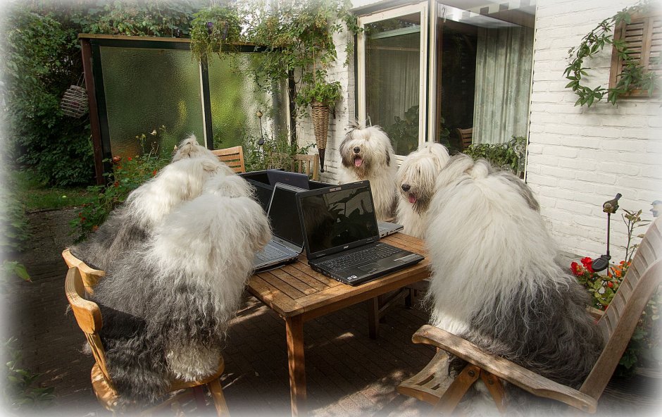 First Sheep meeting