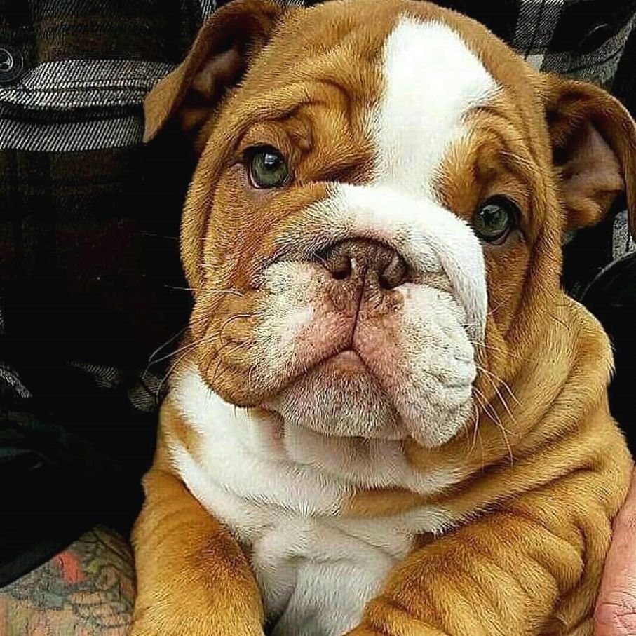 Бульдог объелся