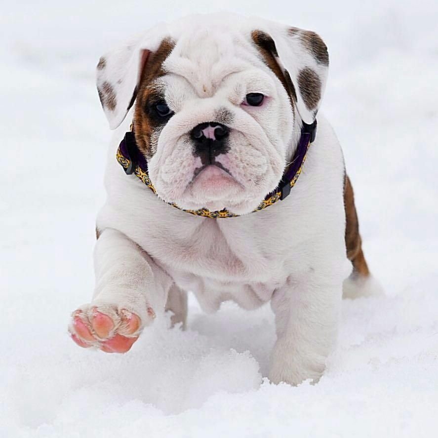 Американский бандог терьер