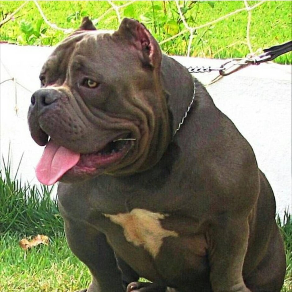 Самый большой американский булли