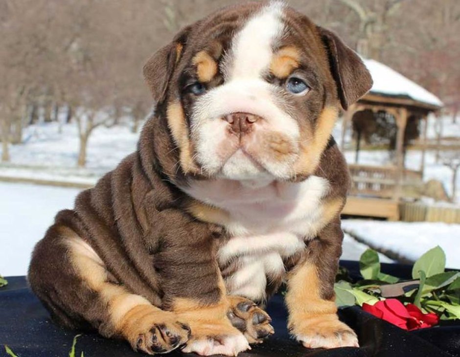 Собака английский бульдог