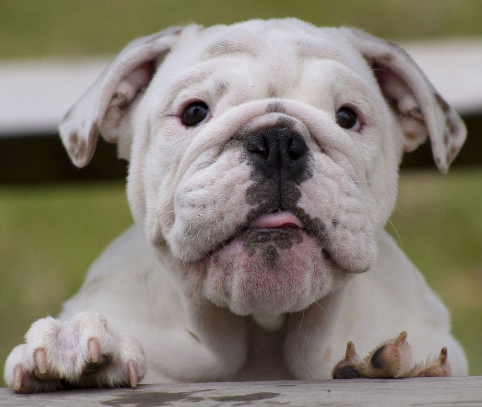 Американский бульдог карликовый