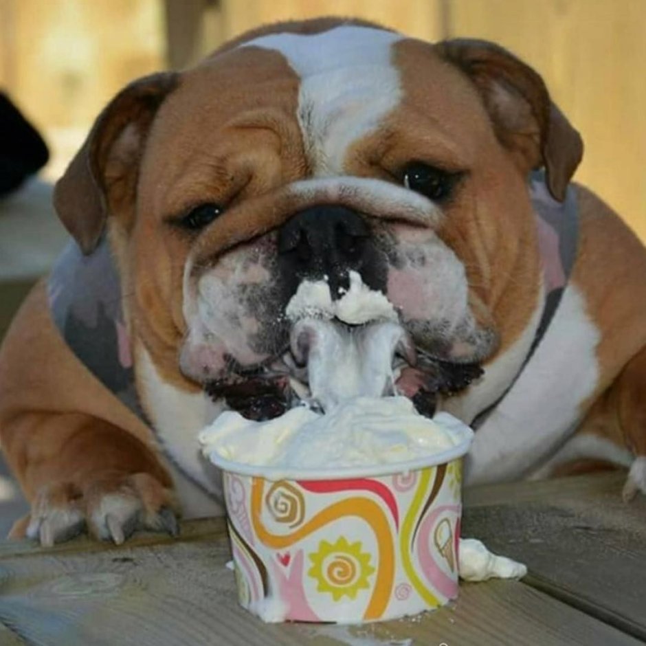 Французский английский и американский бульдоги