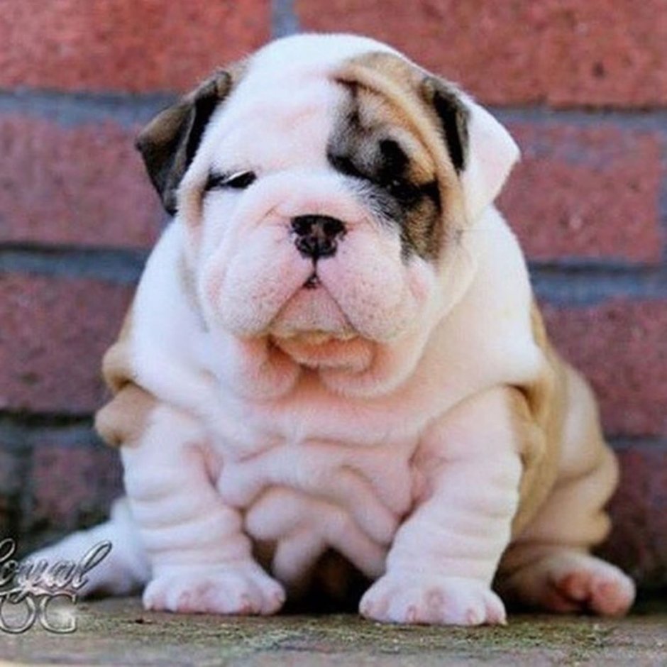 Американский бульдог зевает