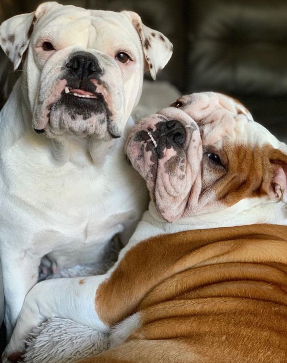 Британский бульдог большой