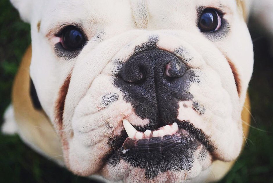 Американский бульдог булли