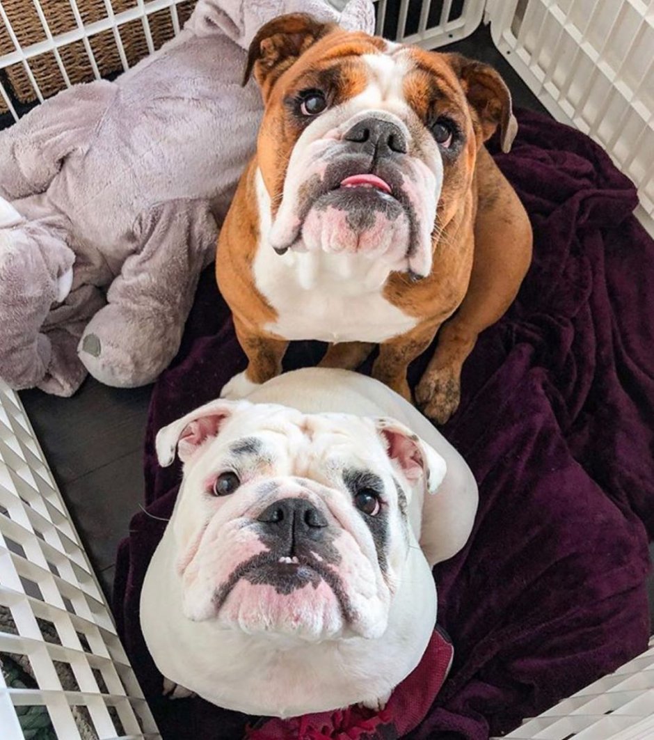 Французский бульдог и английский бульдог