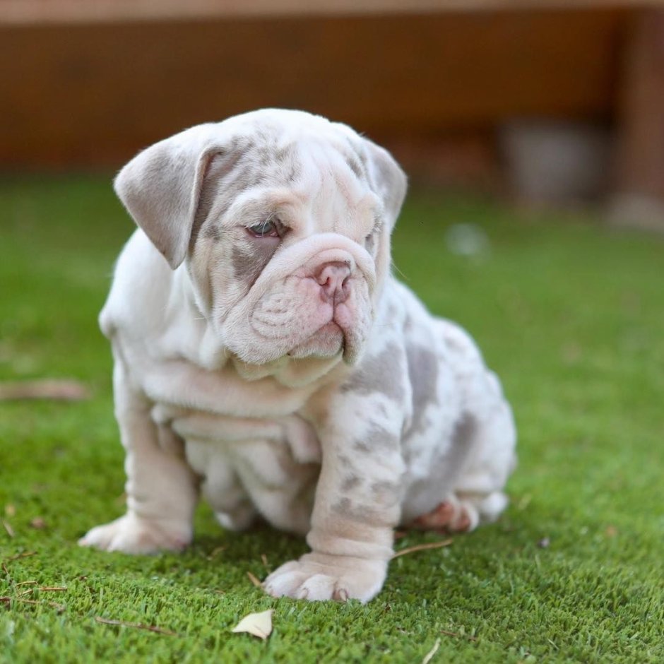 Аргентинский стаффордширский терьер