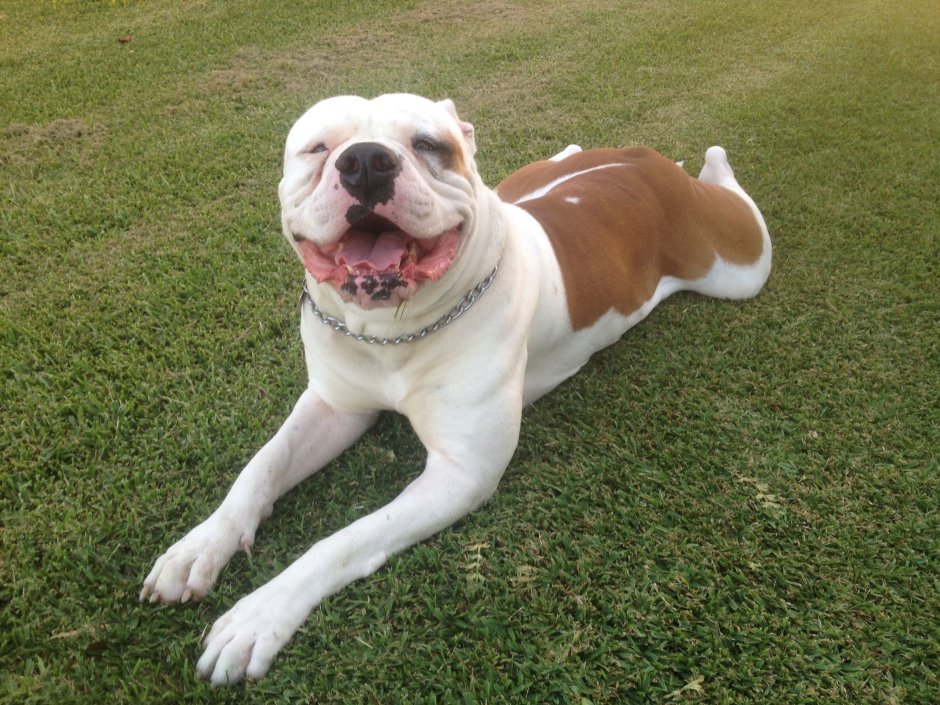Староанглийский бульдог порода