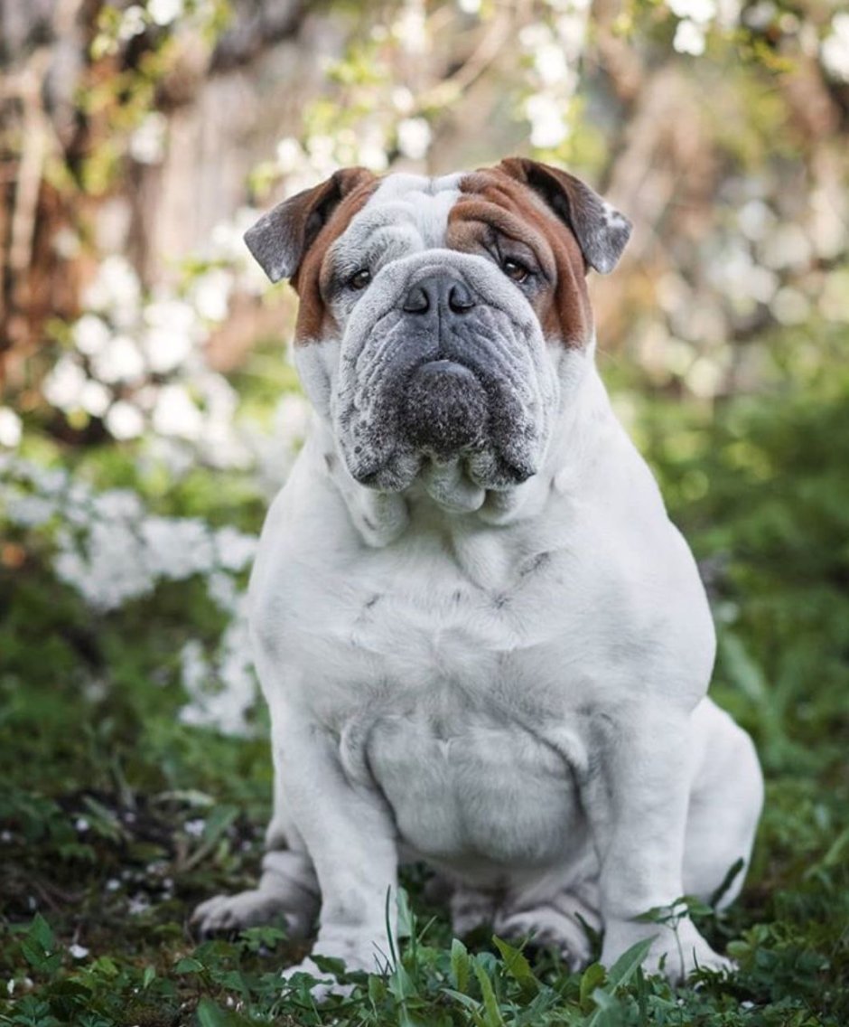 Ирландский бульдог