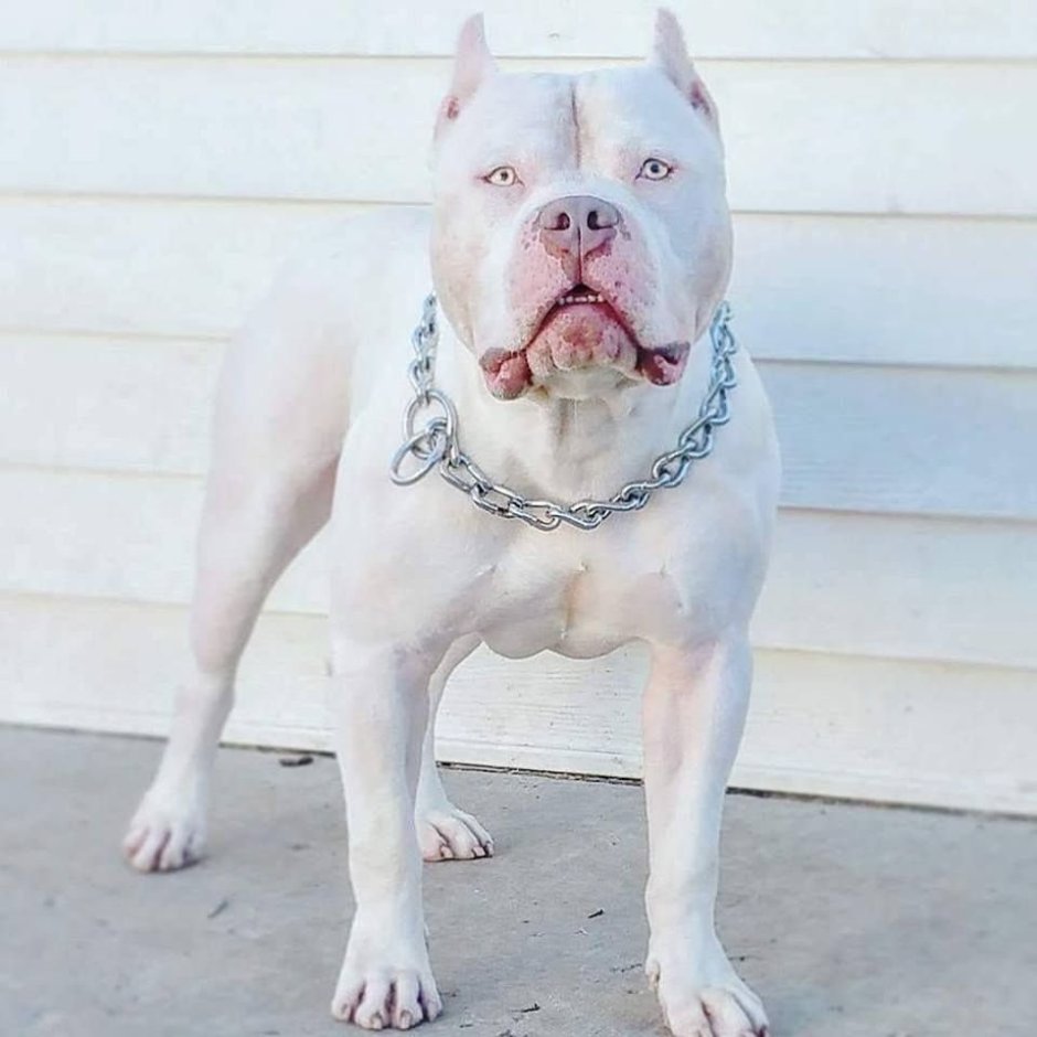 Американский бульдог шоколадный